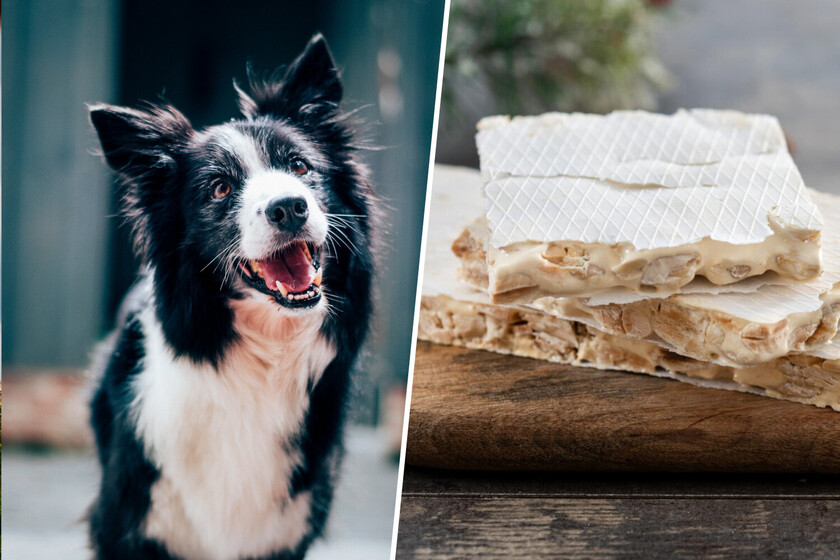 Tras la patata frita o el turrón “Moon Tread” llega la única conclusión posible en la industria: el turrón para perros

 – La nación