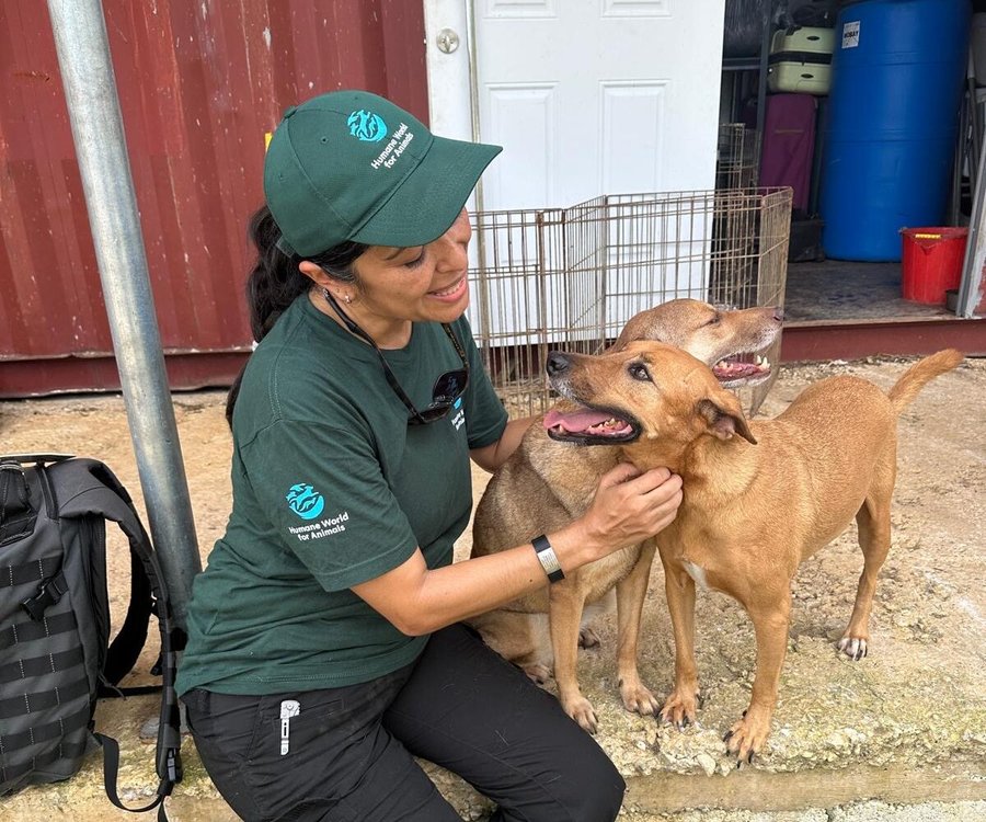 Humane World for Animals está ayudando a los animales y las comunidades en Jamaica después del huracán Melissa

 – La nación