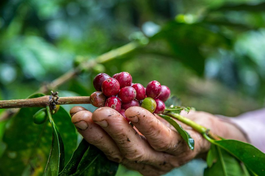 CRECEX destaca alivio para sector exportador tras exclusión de café, plátano y piña de nuevos aranceles estadounidenses.

 – La nación