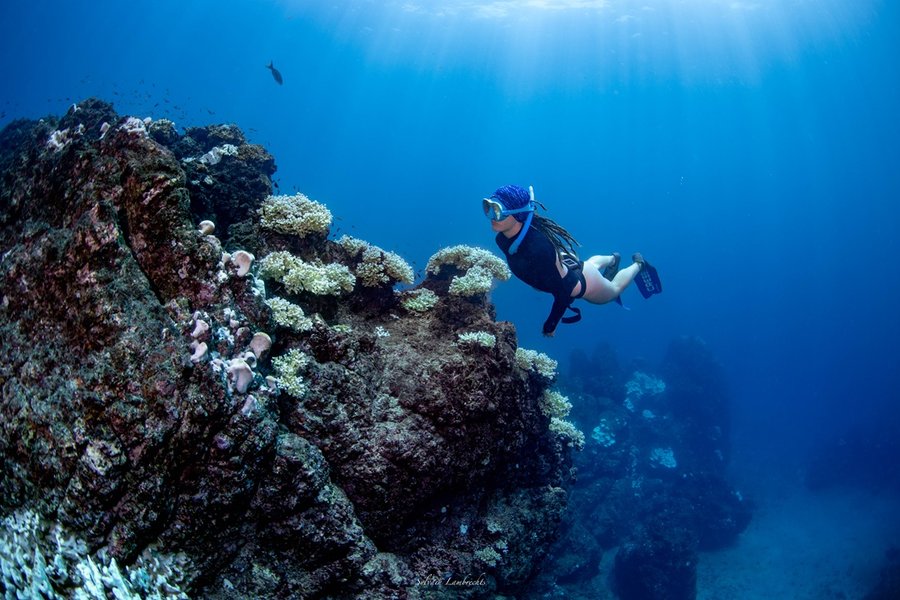 Estudio revela devastadora disminución de corales en la Isla del Caño debido a El Niño y el cambio climático

 – La nación