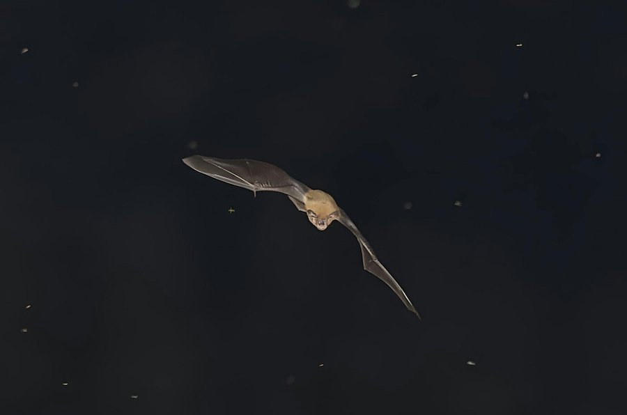 La UNED desvela los secretos de los murciélagos en la serie documental “Bat Searchers”

 – La nación