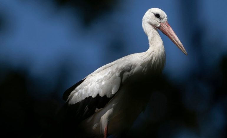 Piden apoyo para registrar cigüeñas que se quedan en Alemania sin migrar

 – La nación