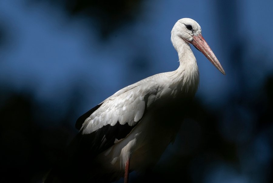 Piden apoyo para registrar cigüeñas que se quedan en Alemania sin migrar

 – La nación