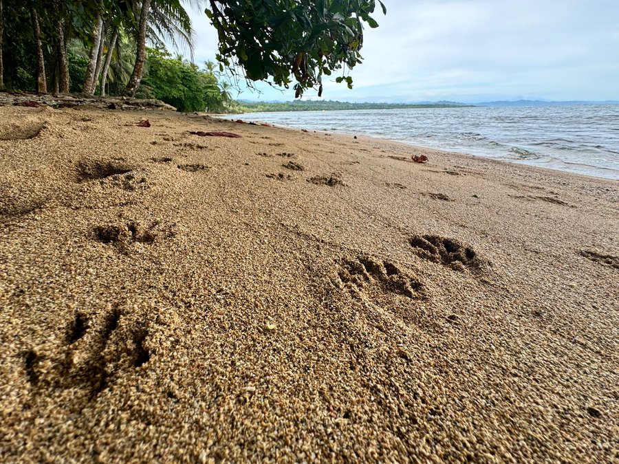 Estado de la Nación alerta sobre retrocesos ambientales y debilitamiento de capacidades de conservación

 – La nación