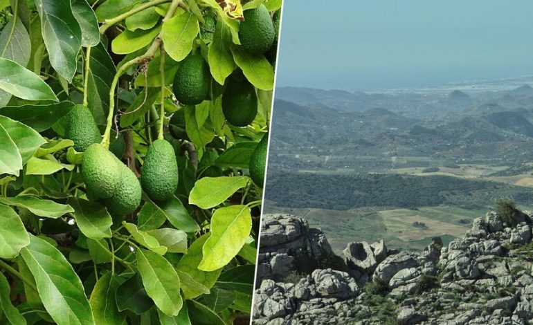 Pozos, sequía y el lado oculto del aguacate

 – La nación