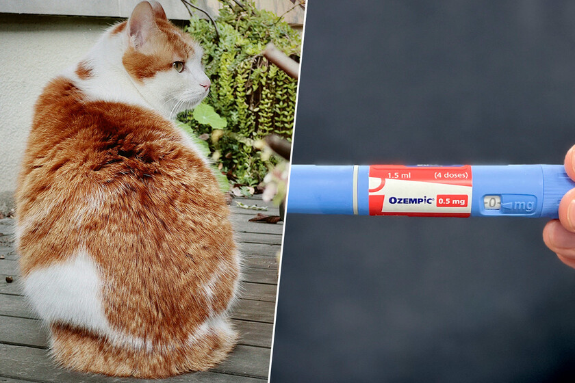 El problema de “mi gato está gordo” es tan común que la industria tiene una idea: “Ozempic para gatos”

 – La nación