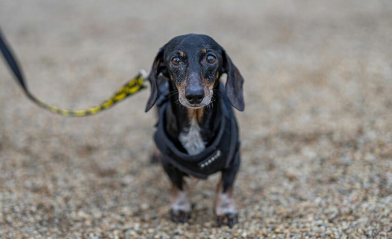 Un perro se perdió en Estados Unidos en 2021. Cinco años después, apareció a la superficie a 3.700 kilómetros de su hogar

 – La nación