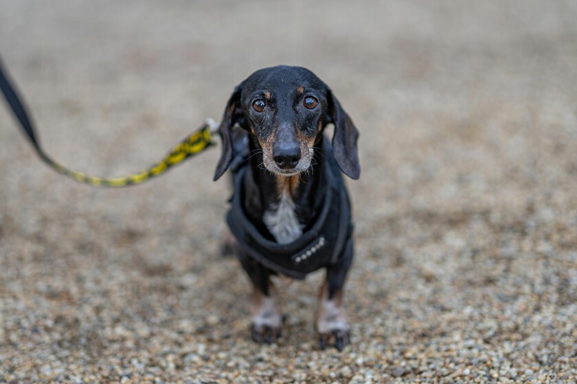Un perro se perdió en Estados Unidos en 2021. Cinco años después, apareció a la superficie a 3.700 kilómetros de su hogar

 – La nación