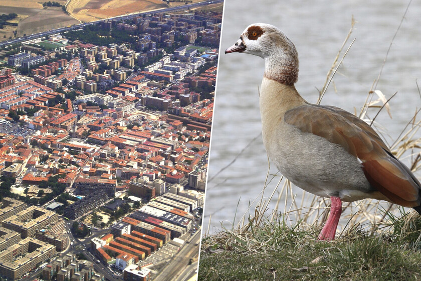 Torrejón de Ardoz tiene un plan para controlar sus gansos, loros, conejos y palomas. Uno de 150.000 euros

 – La nación