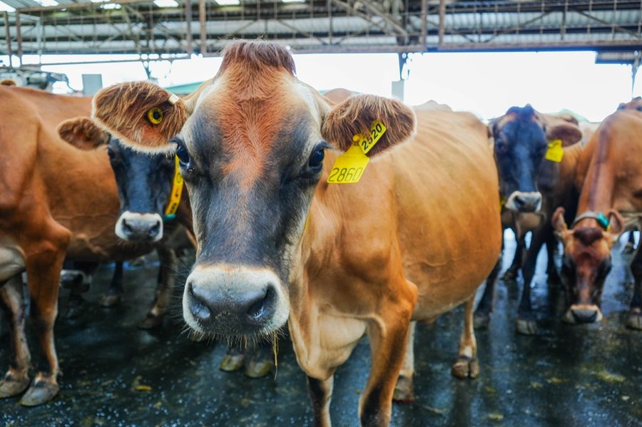 Los Chiles fortalece trazabilidad ganadera con capacitación del SENASA

 – La nación