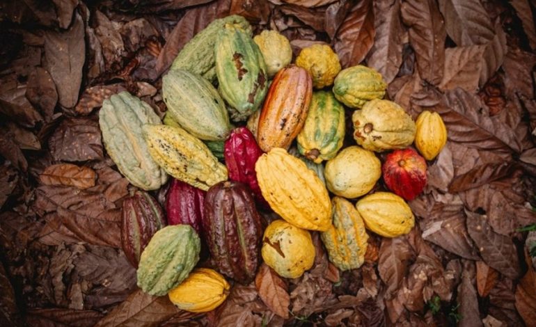 Nestlé mapea la diversidad de variedades de plantas de cacao para proteger el futuro del chocolate

 – La nacion