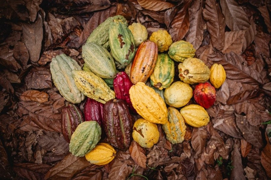 Nestlé mapea la diversidad de variedades de plantas de cacao para proteger el futuro del chocolate

 – La nacion