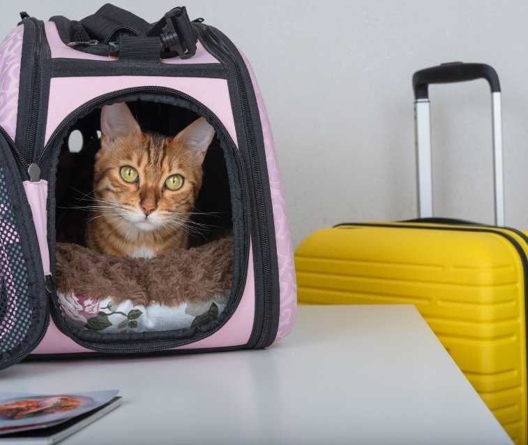 SENASA detalla requisitos sanitarios para importar perros y gatos a Costa Rica

 – La nación