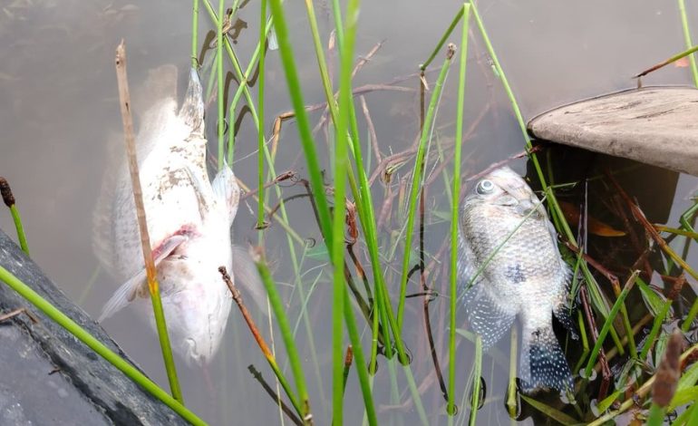 39 organizaciones alertan sobre crisis ecológica en el Caribe y presentan Manifiesto Nacional

 – La nación