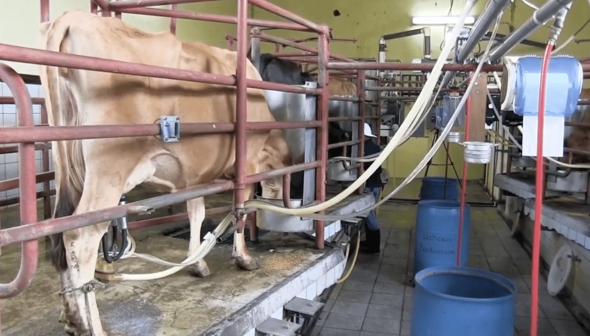 La política del gobierno dejó sin contrato a más de 50 familias lecheras, según un candidato

 – La nación