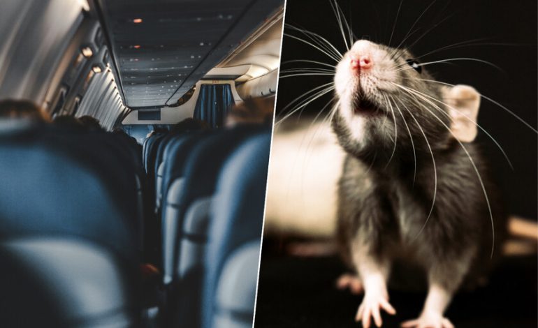 En medio del mar, 250 pasajeros de un avión se enteraron de que uno de ellos era un polizón. Uno tenía forma de rata.

 – La nación