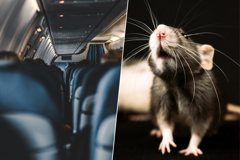 En medio del mar, 250 pasajeros de un avión se enteraron de que uno de ellos era un polizón. Uno tenía forma de rata.

 – La nación