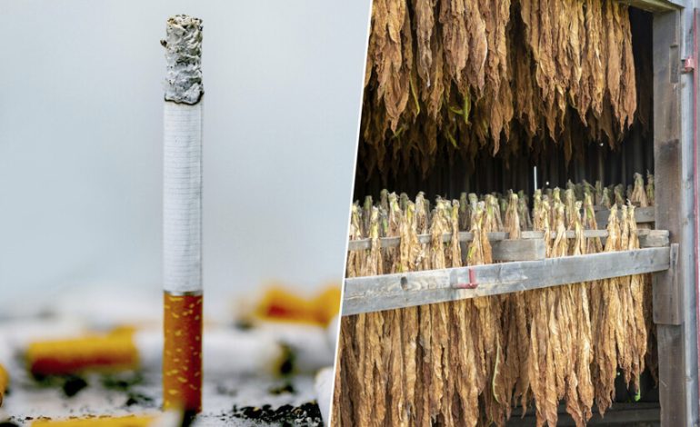 España tiene producción propia de tabaco y hay una región que se ha hecho con el 99% del sector: Extremadura

 – La nación