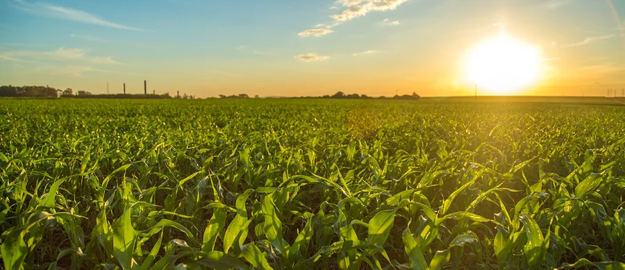 ASOAGRO solicita a la Sala IV resolver acción que mantiene paralizado el registro por equivalencia química

 – La nación