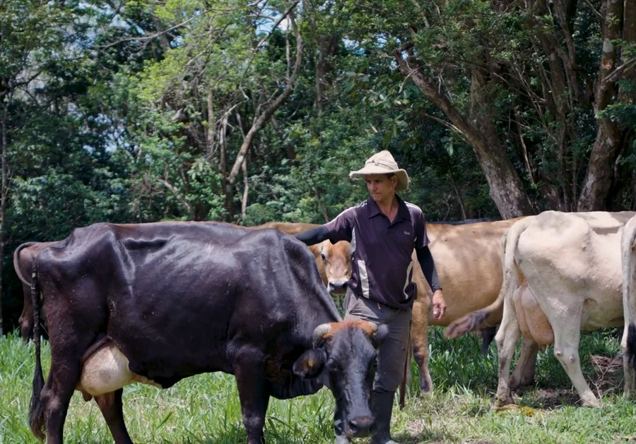 Productores guanacastecos aumentan 20% producción de leche pese a sequía gracias al proyecto «Resilientes»

 – La nación