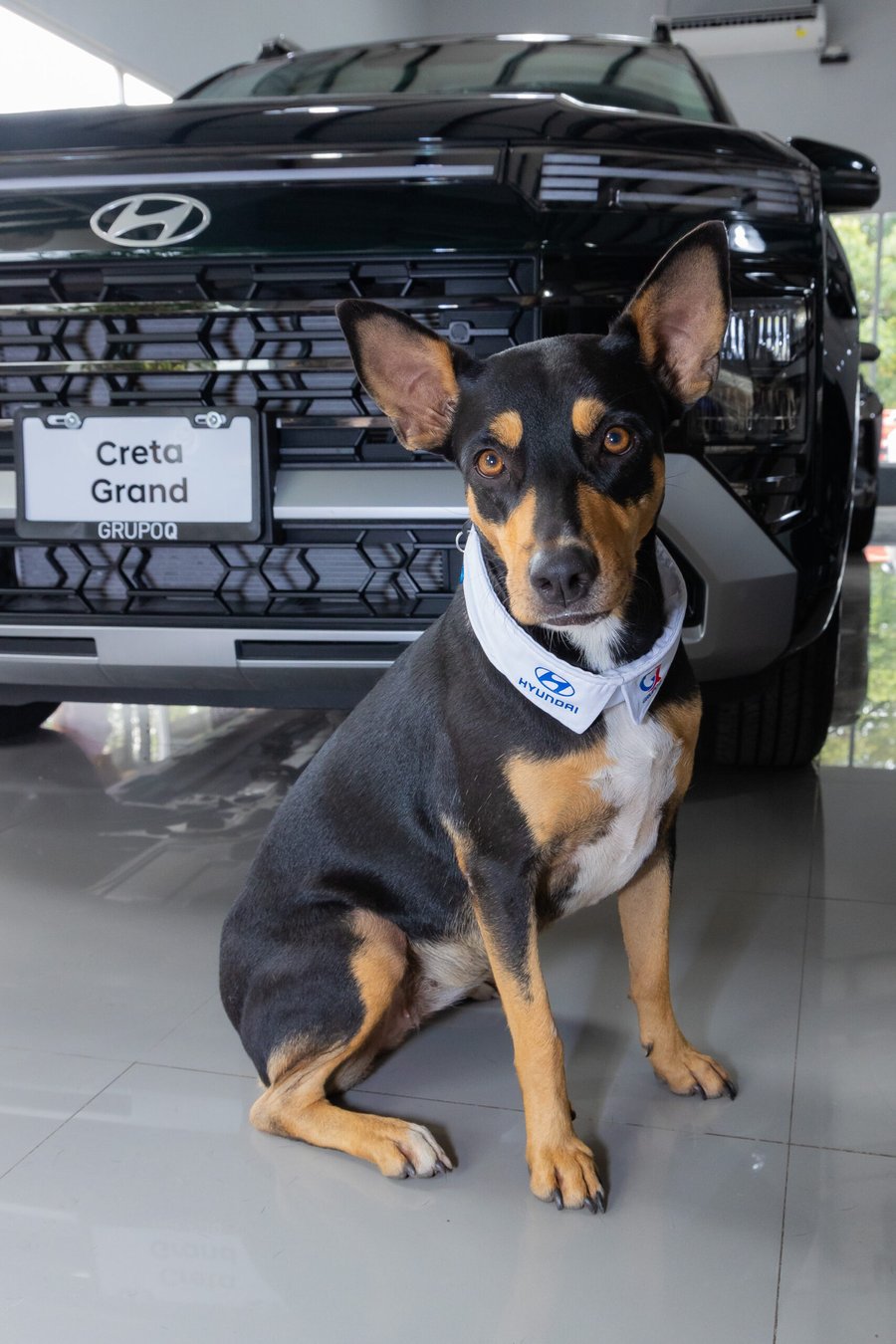 el perro callejero que encontró hogar, trabajo y familia en la sucursal de Hyundai Liberia

 – La nacion