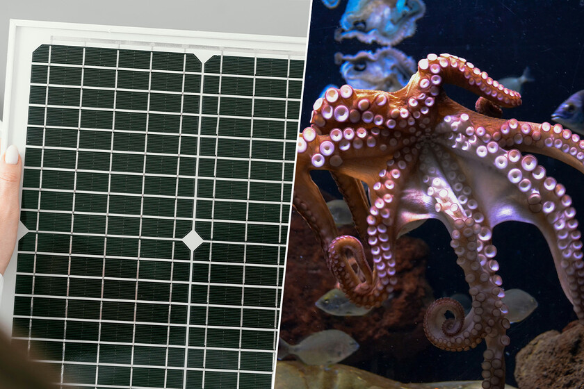 La perovskita llevaba años fallando internamente. La solución estaba en los pulpos.

 – La nación