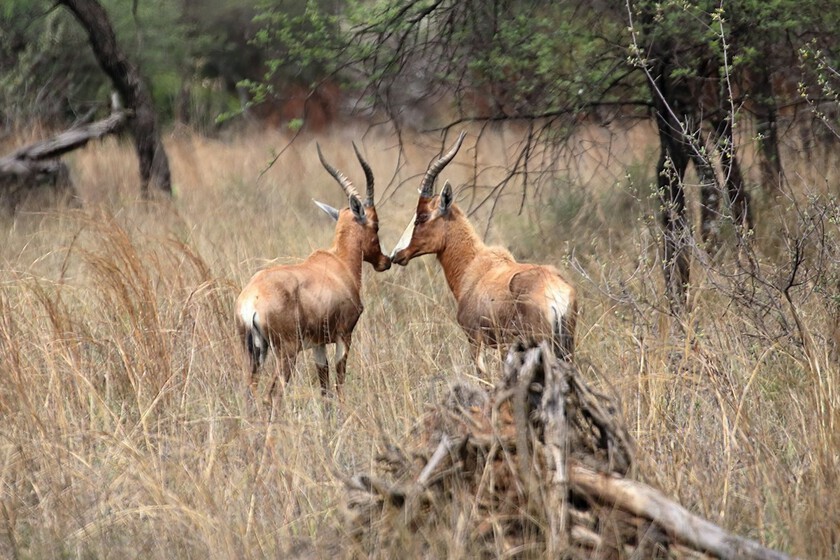 La compleja ciencia detrás del contacto nariz con nariz en el reino animal

 – La nación
