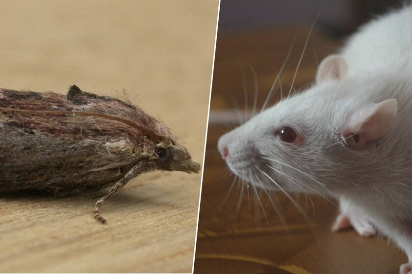 Los científicos llevan años buscando sin éxito una alternativa a los ratones de laboratorio. Hasta que encontró las polillas

 – La nación