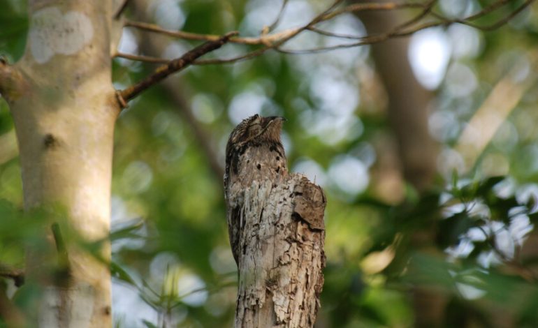 En Sudamérica existe un pájaro que se disfraza de trozo de madera. Y un joven uruguayo insistió en encontrarlo

 – La nación