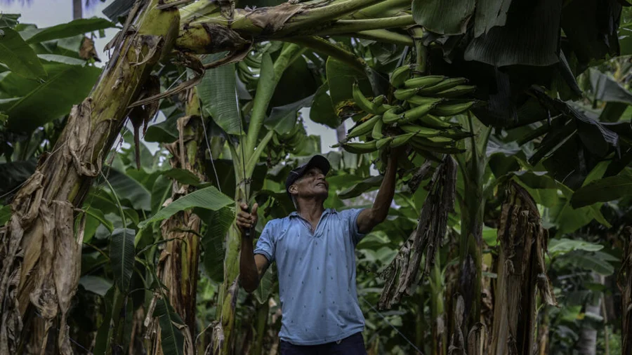 Justicia francesa rechaza demanda de ex bananeros nicaragüenses víctimas de pesticidas

 – La nación