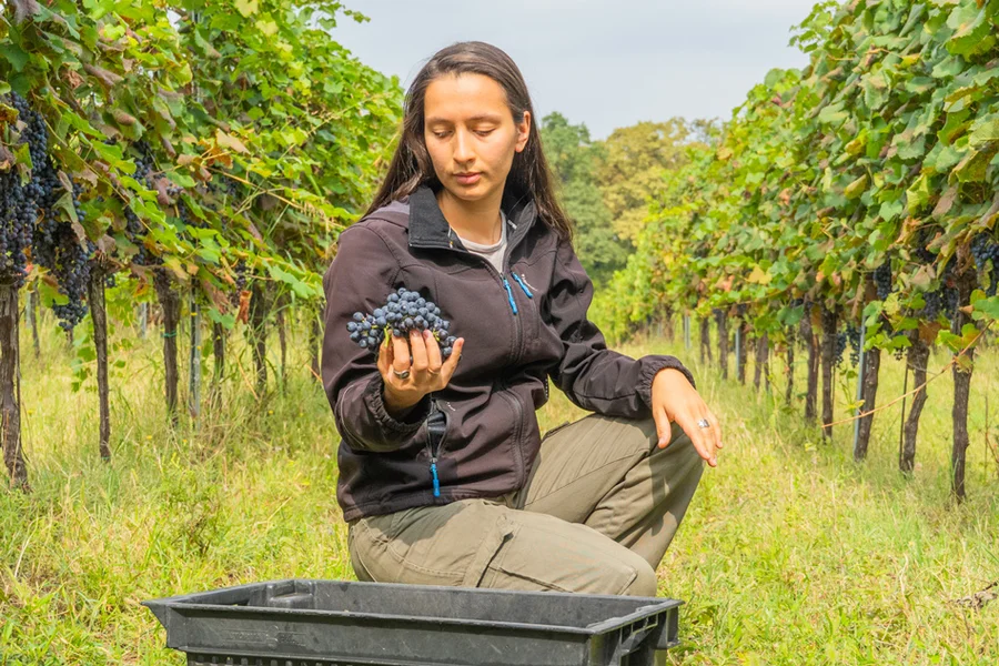 La ciencia de las uvas.

 – La nación