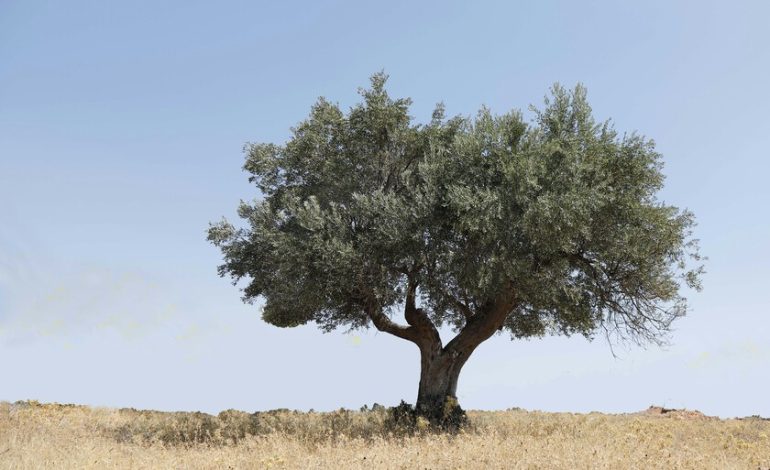 Se llama John, estudió en Wharton y gestiona olivos de Nueva York.

 – La nación