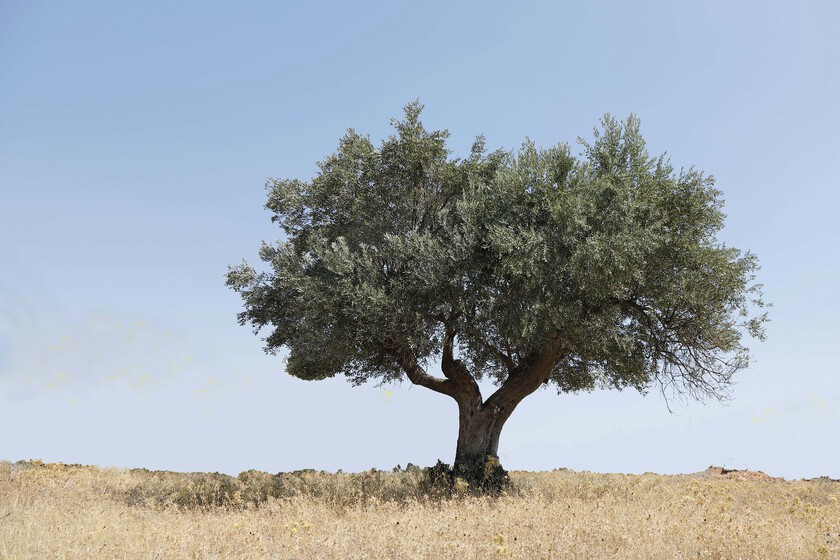 Se llama John, estudió en Wharton y gestiona olivos de Nueva York.

 – La nación