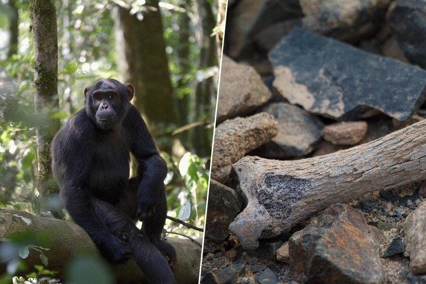 Pensábamos que la gente en África empezaba a caminar. Este fósil de 7,2 millones de años dice lo contrario

 – La nación