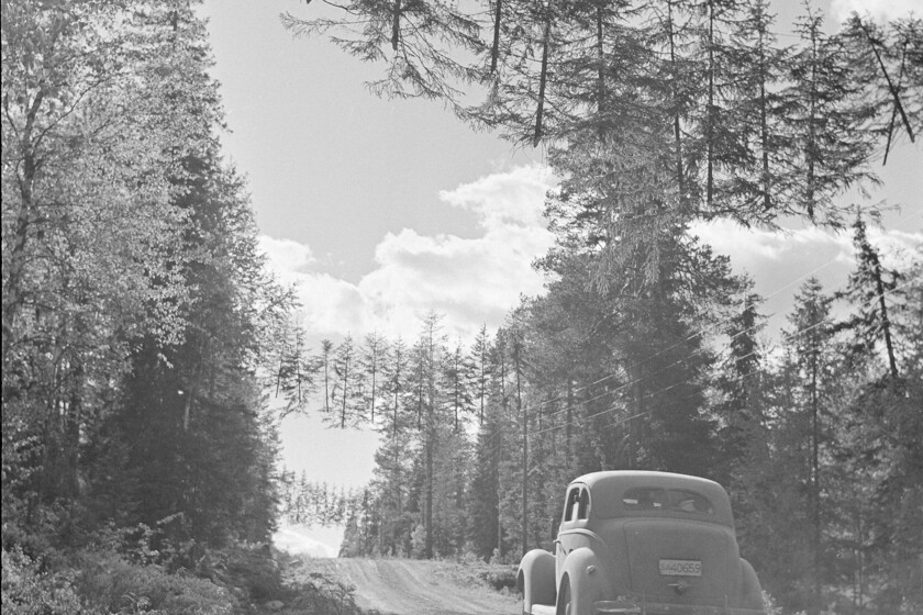 Para Finlandia, proteger sus carreteras fue crucial durante la Segunda Guerra Mundial, por eso se inventaron los árboles voladores

 – La nación