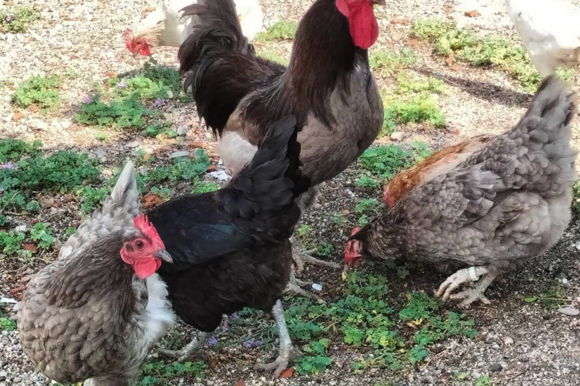 El pollo más raro de España es azul y vive en Extremadura. No sabemos cuanto tiempo

 – La nación