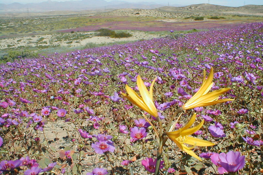La lluvia ha convertido el desierto más seco de la tierra en un mar de flores. Es un espectáculo y un problema para los expertos.

 – La nación