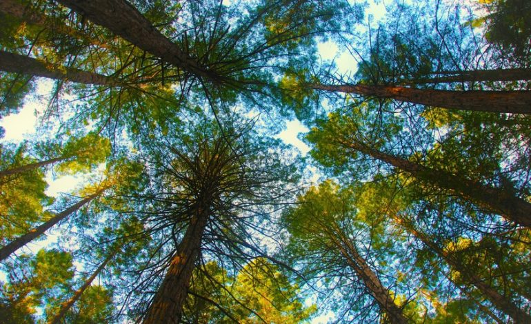 ha liberado una especie invasora que está drenando sus ríos

 – La nación