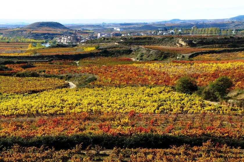 La receta europea para salvar la crisis del vino

 – La nación