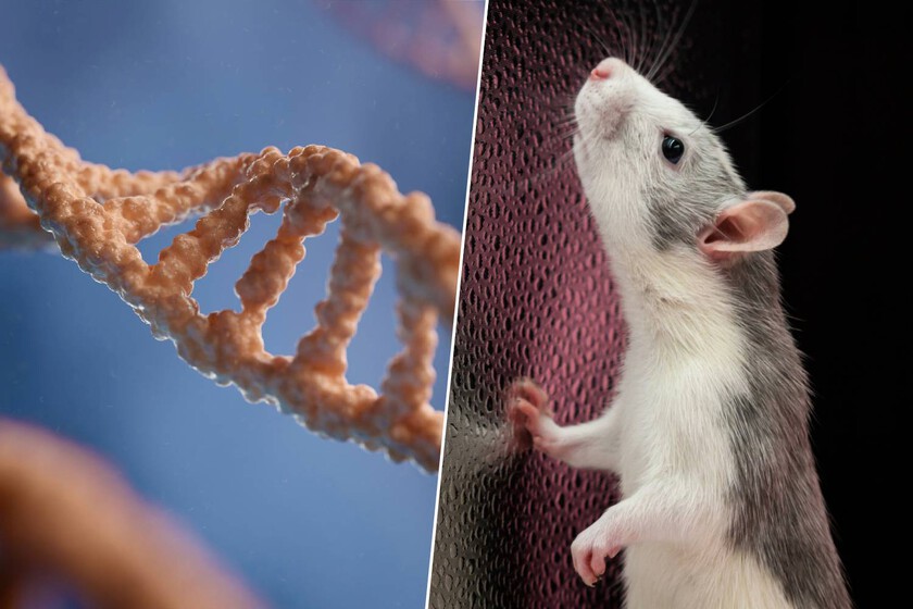 Japón lleva 20 años clonando el mismo ratón continuamente. En la 58.ª generación, la biología ha dicho “basta”.

 – La nación