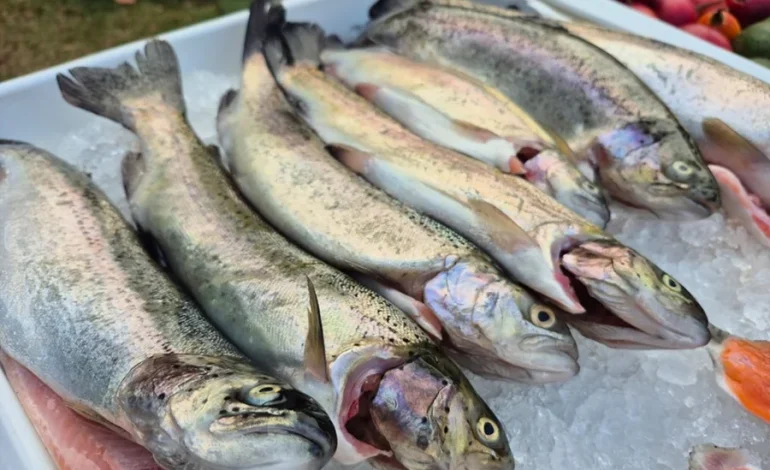 Feria Nacional de la Trucha 2026: Cartago se prepara para celebrar la gastronomía, la cultura y el turismo rural

 – La nación