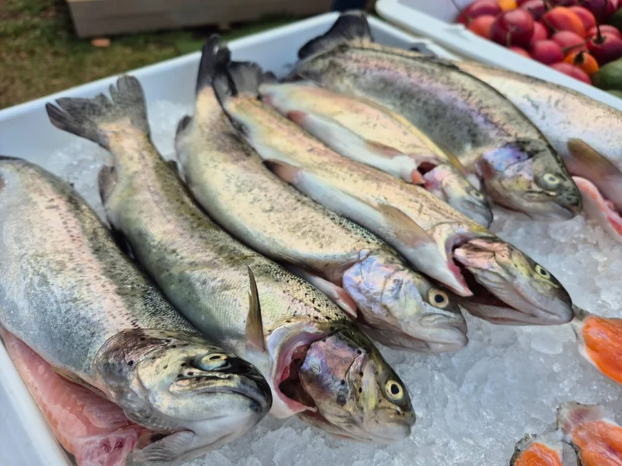 Feria Nacional de la Trucha 2026: Cartago se prepara para celebrar la gastronomía, la cultura y el turismo rural

 – La nación