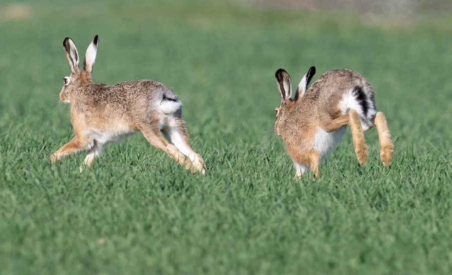 La reducción del hábitat y las enfermedades amenazan a la población de conejos en Alemania

 – La nación