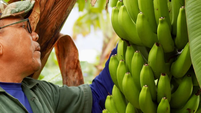 La lucha contra el hongo enemigo del preciado plátano

 – La nación