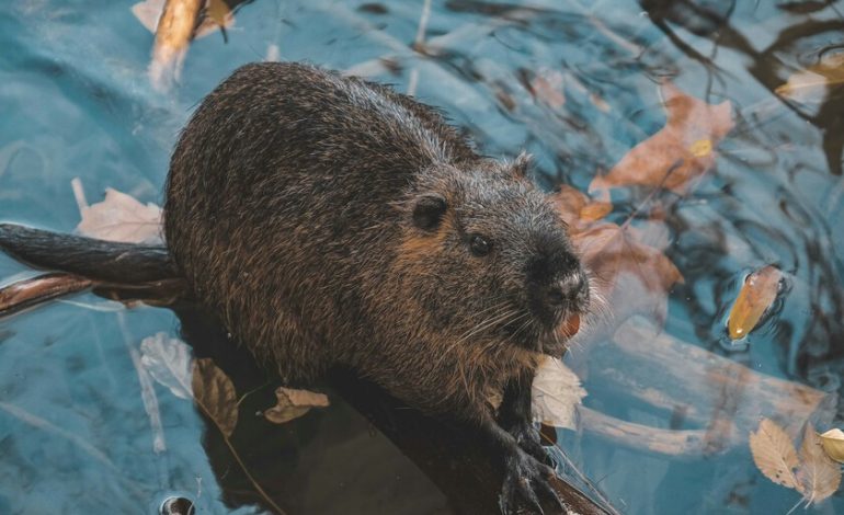 Tenemos una nueva y sorprendente “arma secreta” contra el cambio climático: los castores

 – La nación
