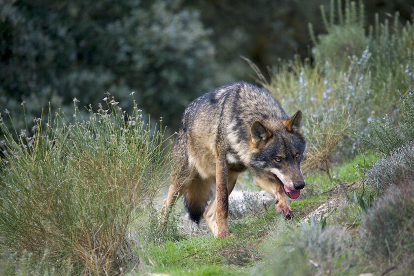 Mientras España hace todo lo posible para preservar al lobo ibérico, un grupo tiene ideas completamente diferentes: los ganaderos.

 – La nación