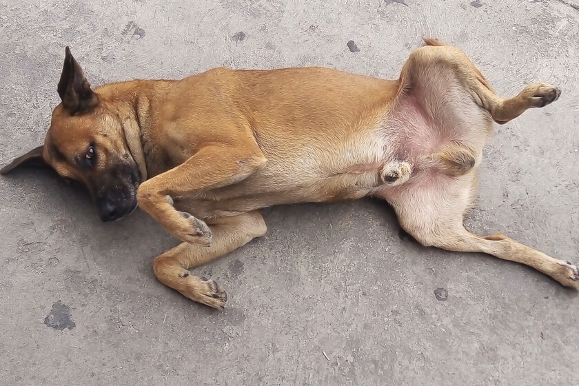 En México hay tantos perros abandonados en las calles que forman parte del paisaje que los ha convertido en una “raza representativa”.

 – La nación